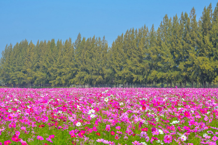 多彩波斯菊领域