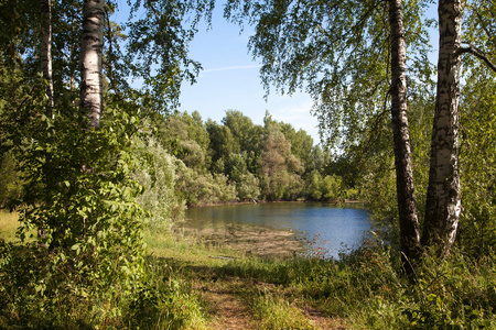 俄罗斯桦树林中的池塘