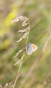 干草稻草上的小蝴蝶