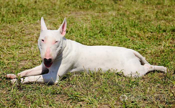 白色的斗牛犬