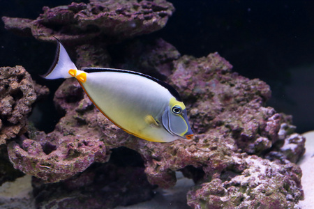 优雅独角天狗鲷成群在水族馆