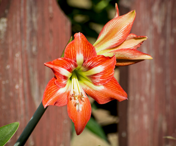 百合花