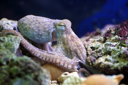 普通的章鱼在礁石上休息