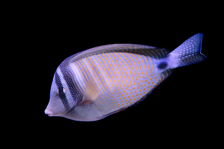 黑色背景上孤立的红海 sailfin 唐