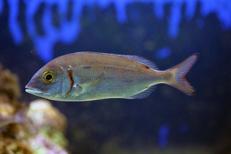 在水族馆的鱼