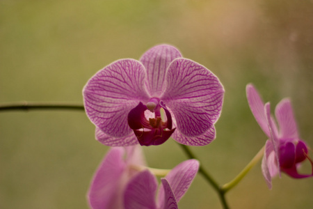 美容花