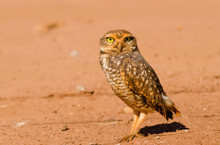 只猫头鹰在沙漠中的美丽猫头鹰.