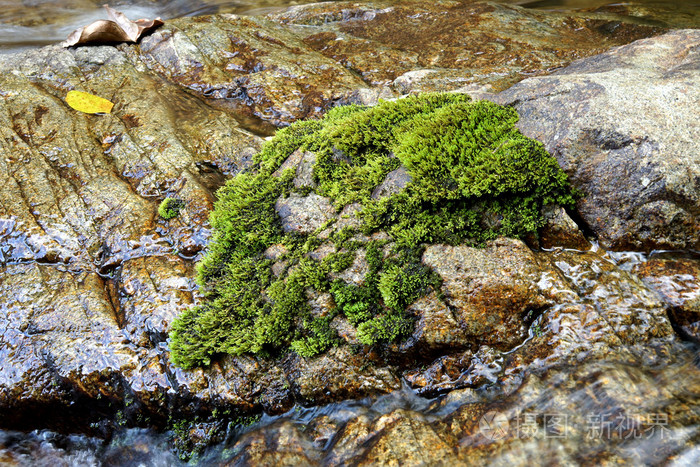 长满苔藓的石头照片-正版商用图片1g91k2-摄图新视界