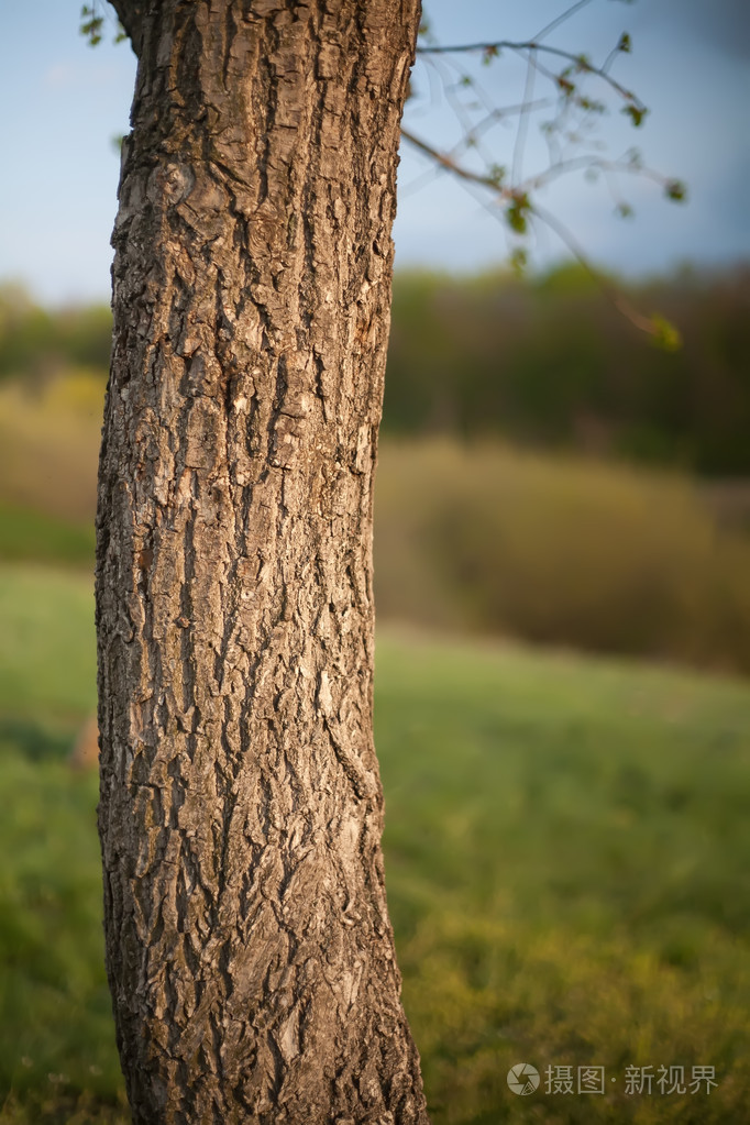 树的树干