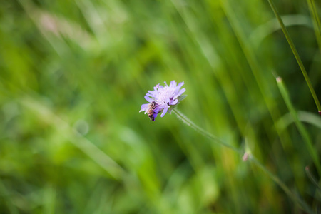 蜜蜂授粉一朵花