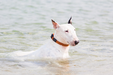 白色的斗牛犬狗