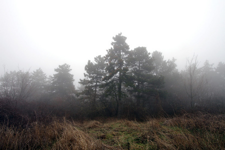 可怕的雾冬天森林