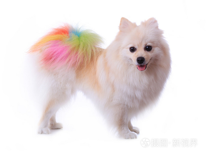 白色的博美犬狗美容孤立的多彩尾巴