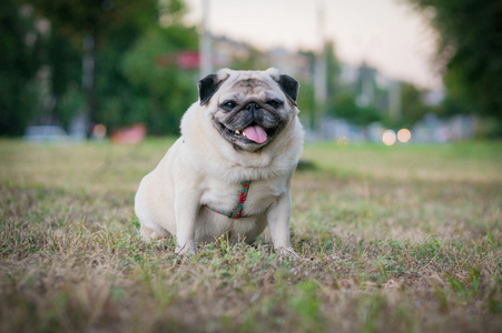 哈巴小猎犬图片