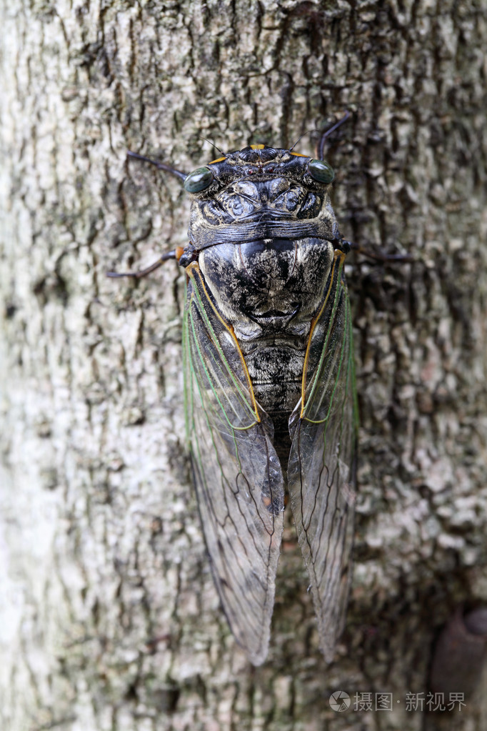 抱着一棵树上的蝉