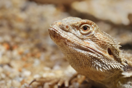 中央的胡子的龙 pogona vitticep