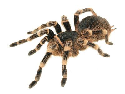 巨狼蛛 acanthoscurria geniculata