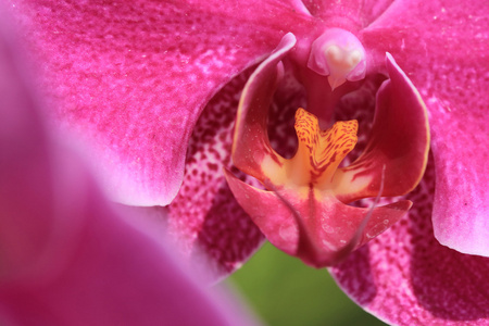 花园里的粉色兰花花