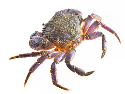 石头或疣蟹照片