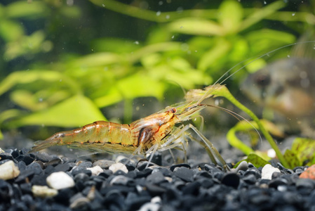 在水族馆的亚洲玻璃虾