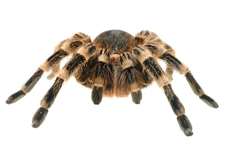 巨狼蛛 acanthoscurria geniculata