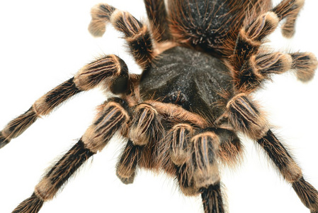 巨狼蛛 acanthoscurria geniculata