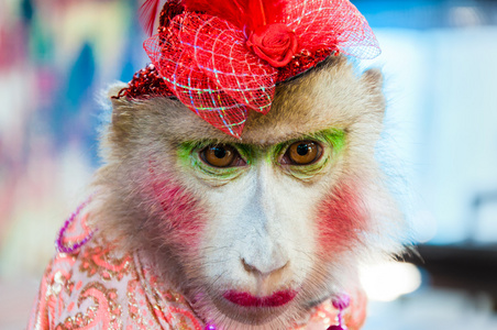 训练有素的穿着猴子与泰国慕名合影的肖像照片