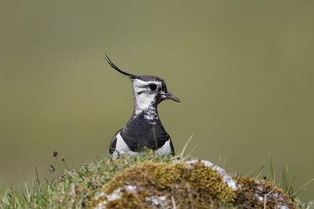 北田凫，vanellus vanellus