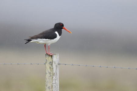 蛎鹬，haematopus ostralegus