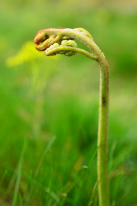 蕨类植物芽