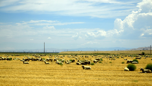 羊群在加州