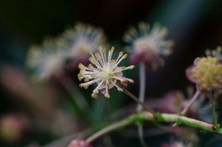 白色的花