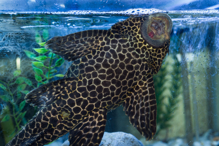 plecostomus 口