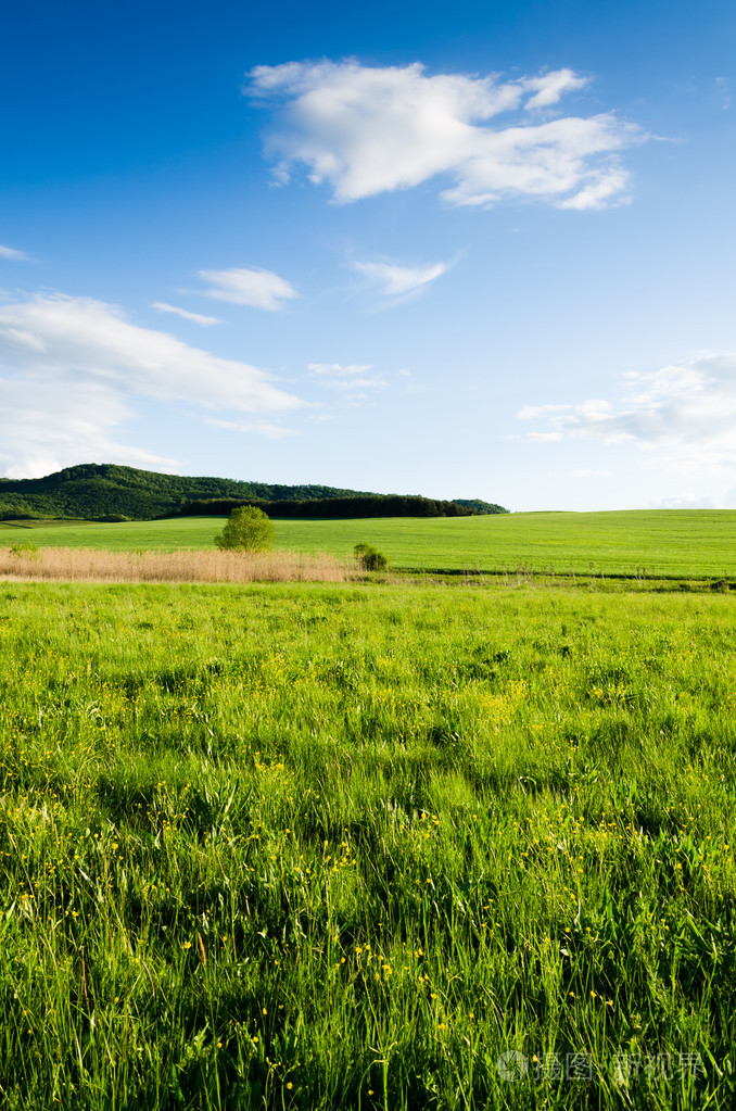 绿色的原野