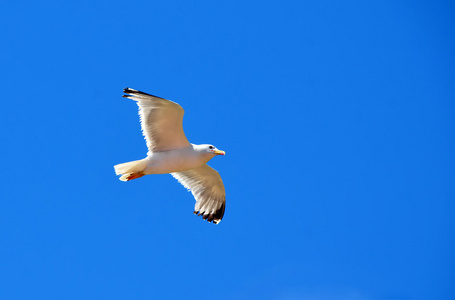 飞行的海鸥的鸟照片