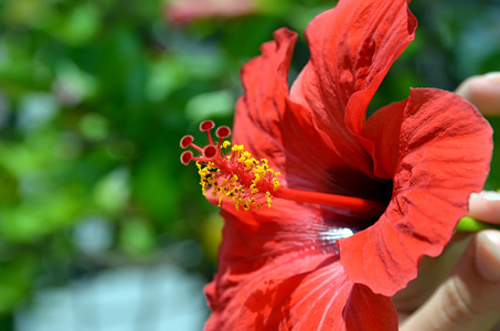 红芙蓉花照片