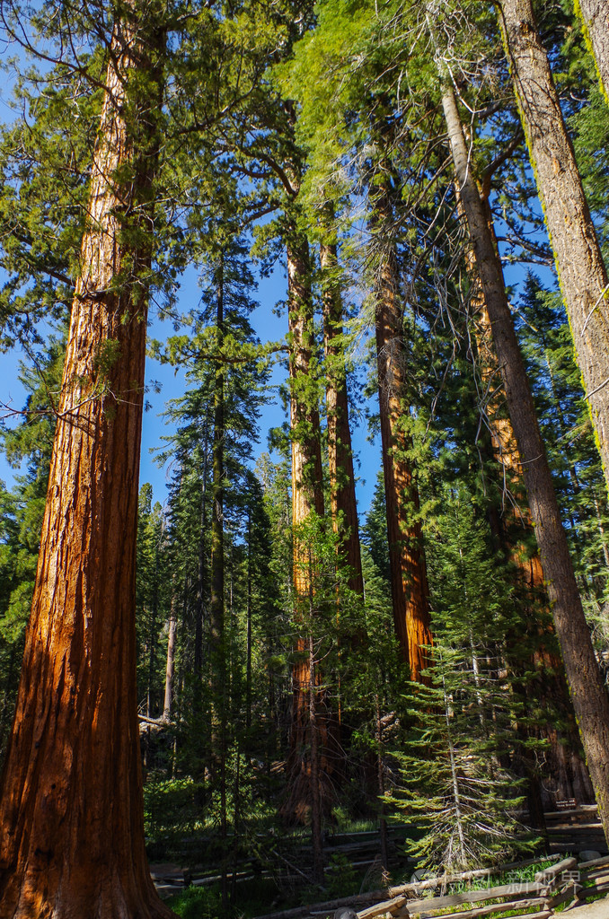 约塞米蒂国家公园-巨头红杉林