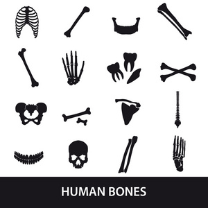 人体骨骼套的图标 eps10