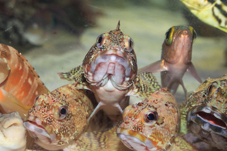 虚假的 kelpfish 或大理石的石斑鱼 褐菖鲉 在日本