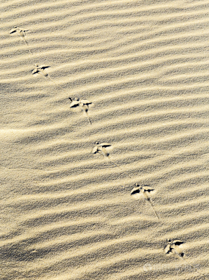 背景的沙子波纹在海滩上的脚印