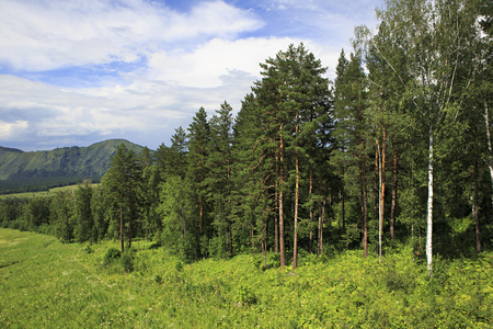 在阿尔泰山中美丽的森林。夏日风景