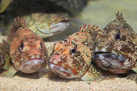 虚假的 kelpfish 或大理石的石斑鱼 褐菖鲉 在日本