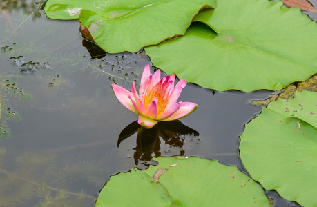 粉红色的花莲花