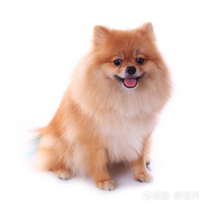 棕色的博美犬狗隔离在白色的背景下,可爱的宠物