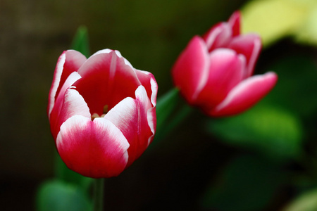 美丽的红色郁金香花 郁金香花园领域