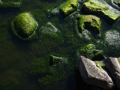 生长的海藻