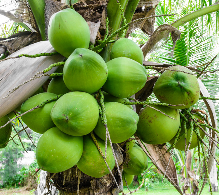 在树上的很多椰子果实