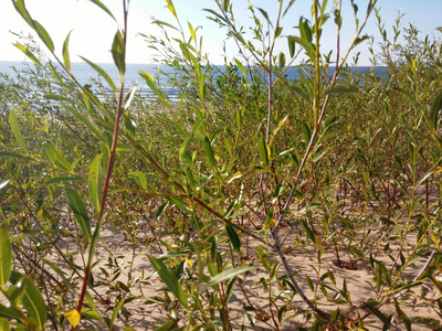 在波罗的海海滩生长的植物图片