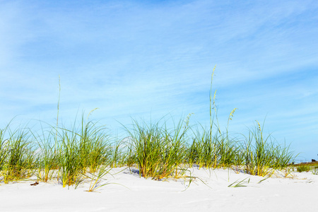 青草在沙丘在美丽的海滩