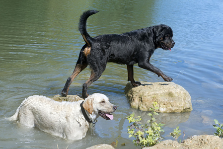 罗特韦尔犬和拉布拉多半岛